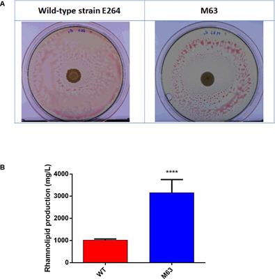 Quorum Sensing Controls Both Rhamnolipid and Polyhydroxyalkanoate Production in Burkholderia thailandensis Through ScmR Regulation